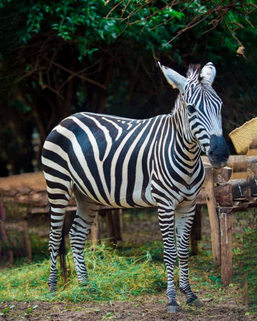 zebra